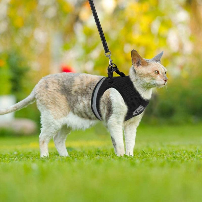Peitoral com Guia para Cães e Gatos - Viral Trends