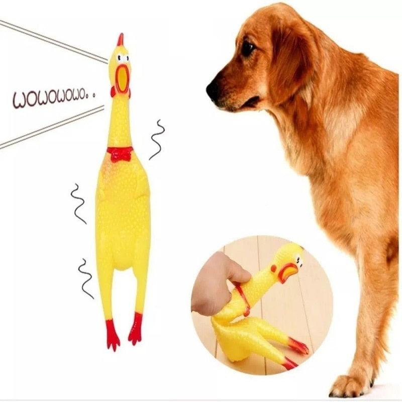 Frango Pet - Viral Trends